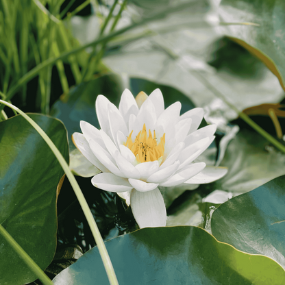 White water lily flower with green leaves in the background