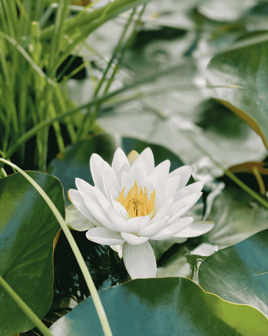 White water lily flower with green leaves in the background